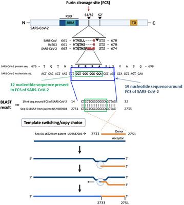 MSH3 Homology and Potential Recombination Link to SARS-CoV-2 Furin Cleavage Site